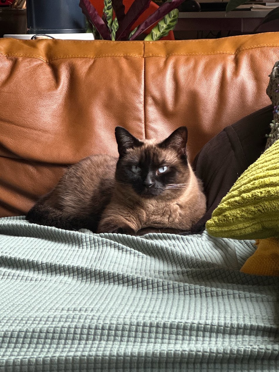 Rhubarbra, Rob's cat